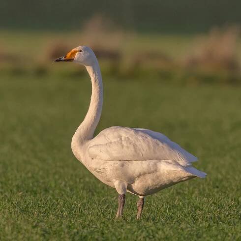 List of national animals - Wikipedia