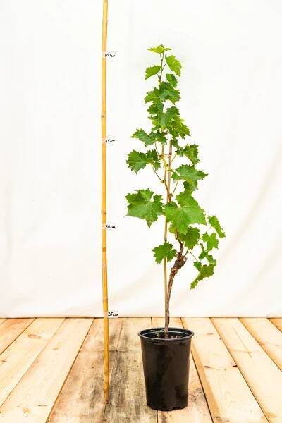 Réva vinná Cabernet Jura, podnož SO4, 45 – 80 cm, kont.