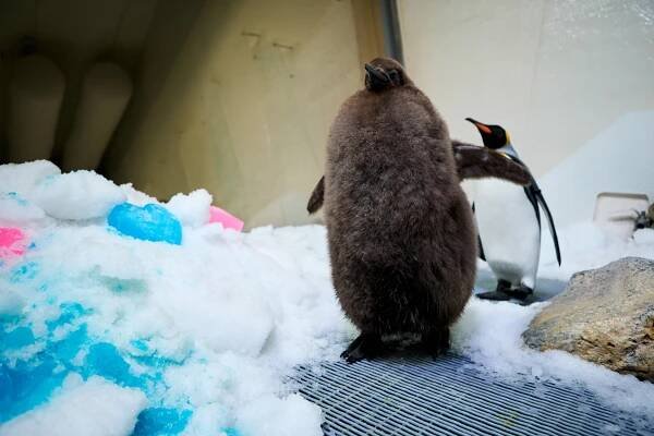 A large fluffy penguin with dark brown fur walks inside an enclosure with ice dyed pink and blue.