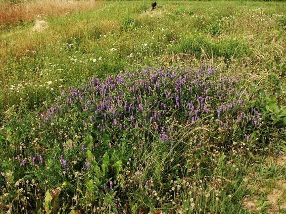 bobovité- FABACEAE – 5. stránka – PlantaNaturalis.com