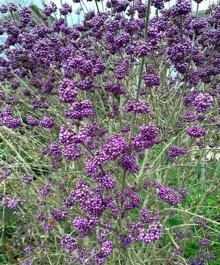 Krásnoplodka ́Profusion ́ (Callicarpa bodinieri var. giraldii ́Profusion ́)