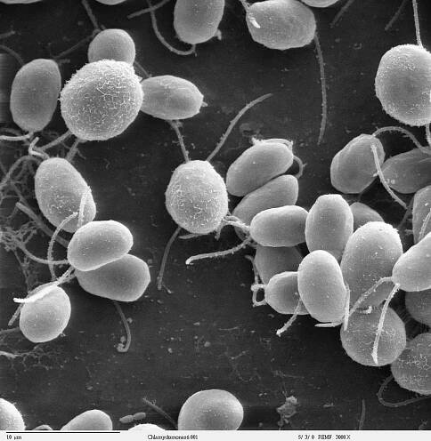 Chlamydomonas – Wikipedie