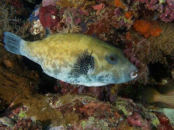 Arothron caeruleopunctatus - čtverzubec modroskvrnný