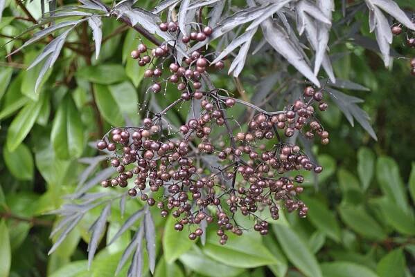 Sambucus nigra 'Black Lace' | Davids Garden Diary 