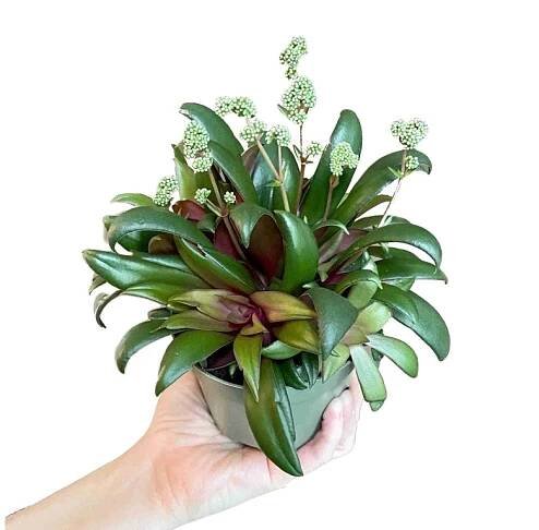 Crassula rosularis
