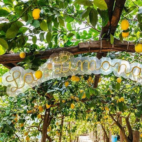 Sorrento Lemon Tour | GetYourGuide