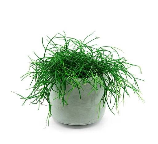Rhipsalis-37
