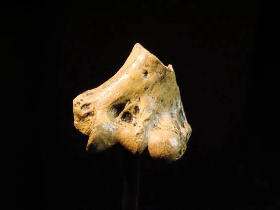 Specimen KNM-KP 271, a partial humerus of A. anamensis  found in 1965