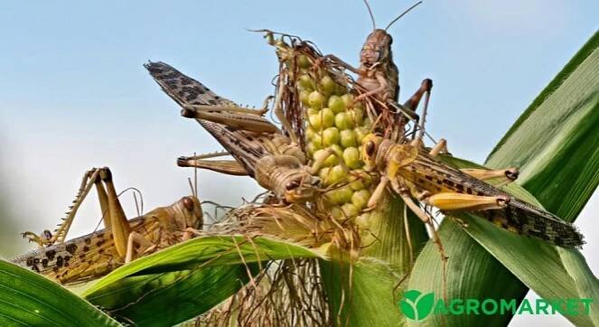 Saranče v zahradě: co dělat | Agrotrh