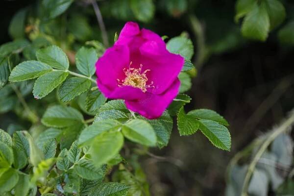 Růže plstnatá (Rosa tomentosa)