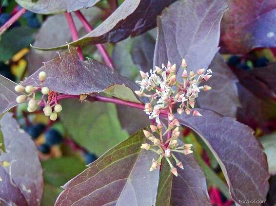 Loubinec pětilistý (Parthenocissus quinquefolia)