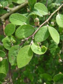 Skalník - větévky s jarními listy (Cotoneaster gracilis), listy