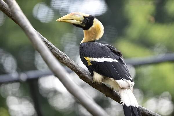 Ve zlínské zoo odchovali mládě dvojzoborožce indického. Vzácného ptáka krmili pomocí loutky