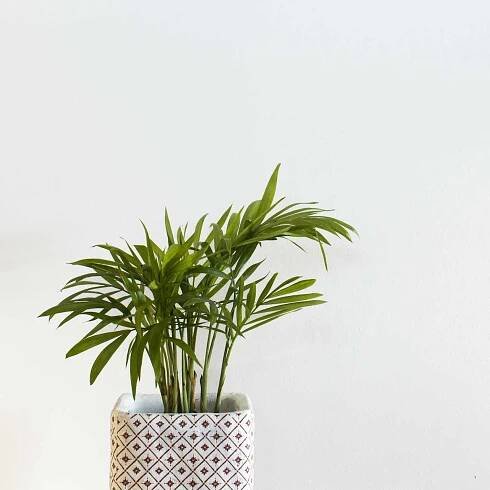 Areca Palm bedroom plant