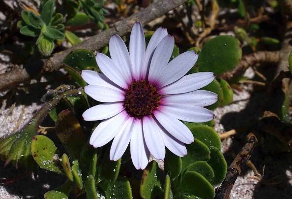 Plants in Spain