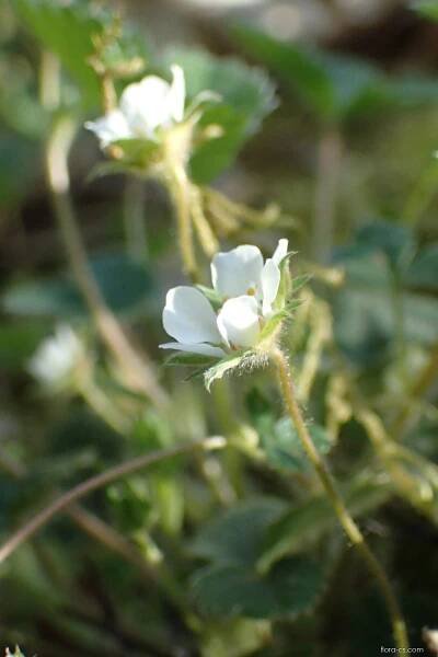 Mochna jahodovitá (Potentilla sterilis)