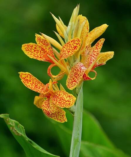 Yellow canna lily