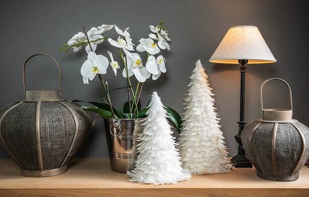 Orchideje rodu Phalaenopsis (Zdroj: Shutterstock)