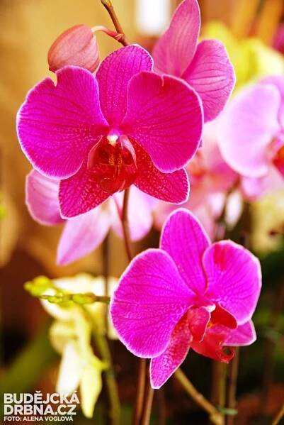 15. ročník prodejní výstavy orchidejí