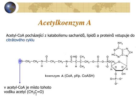 PPT - Katabolické procesy v organismu PowerPoint Presentation, free download - ID:5448073