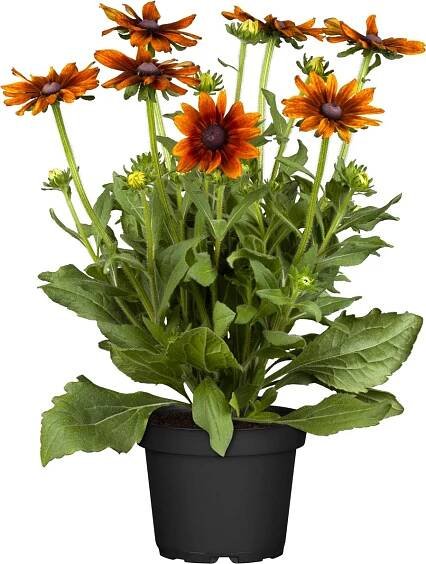 OBI Třapatka srstnatá (Rudbeckia) "Summerina" pr. 19 cm