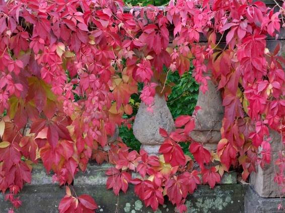 Loubinec pětilistý (Parthenocissus quinquefolia), podzimní zbarvení – Profimedia.cz