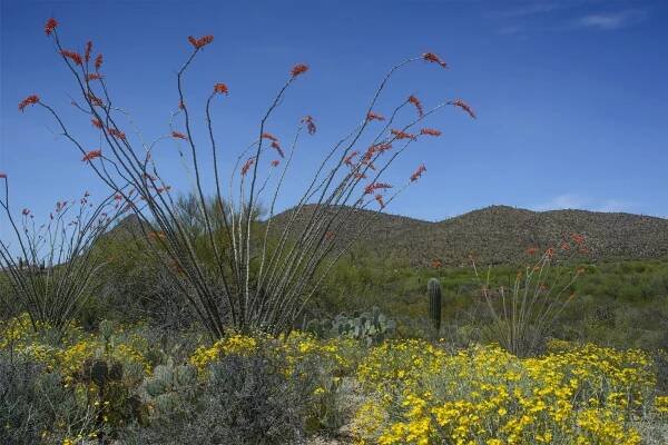 Tucson, Arizona, Kaktus, Poušť