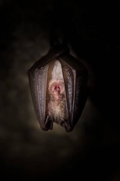 Vrápenec malý (Rhinolophus hipposideros)