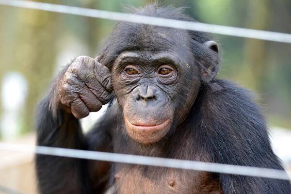 Lola ya Bonobo in Congo