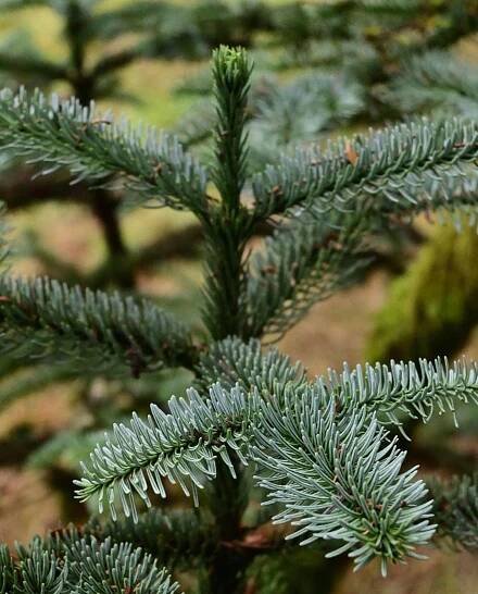 Jedle vznešená - Abies procera (=A. nobilis)