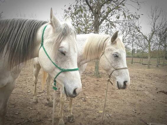 Unsere Horseman Schule | Trekking in Italia - italiatrail.com
