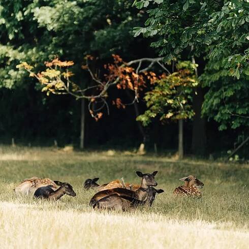 Lainzer Tiergarten