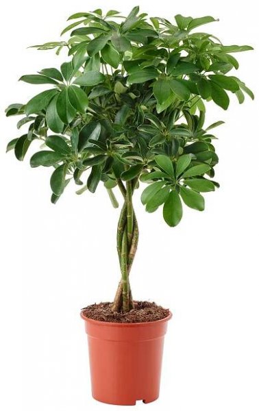 SCHEFFLERA ARBORICOLA Rostlina - Šeflera dlanitolistá/dvojitý kmen 19 cm