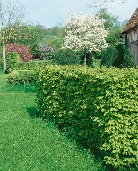Carpinus betulus , Habr obecný, 80-100 cm, C2