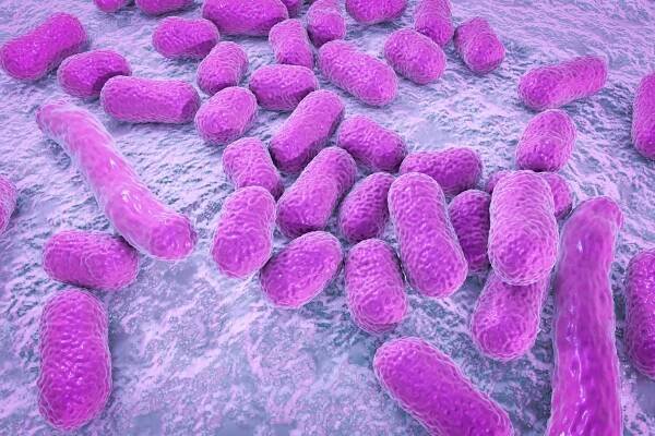 3D representation of Acinetobacter baumannii bacteria; rod-shaped bacterial cells in purple against lilac background