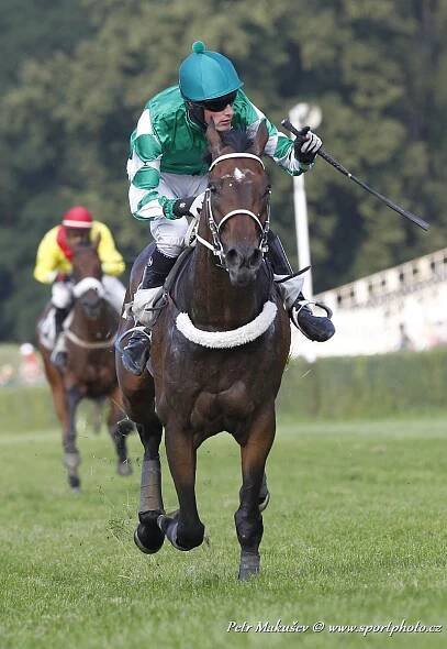 Kvalifikace Velká Pardubická 2013 » SportPHOTO.cz