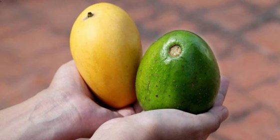 Jak nechat dozrát mango či avokádo tvrdé jako kámen? Vyzkoušejte trik s rýží, novinami nebo troubou!