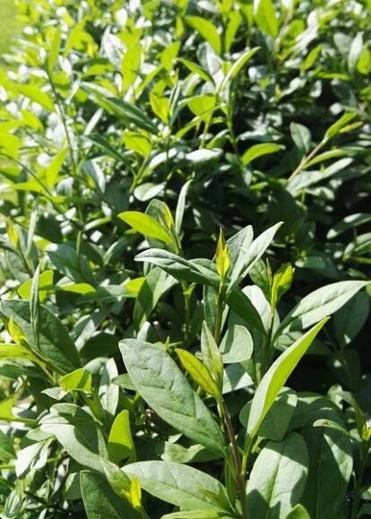 Ptačí zob - Ligustrum vulgare