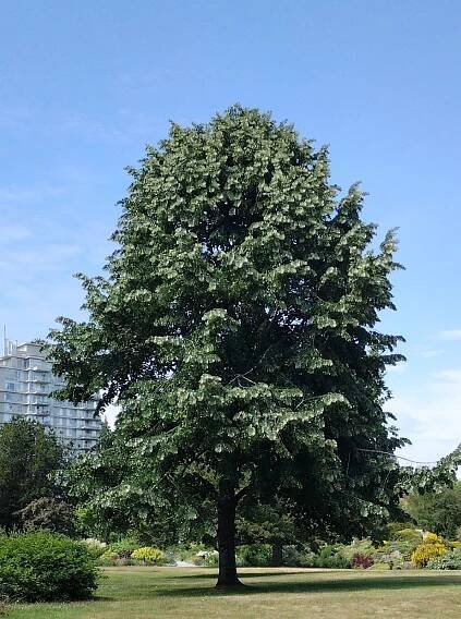 Tilia tomentosa 'Brabant'