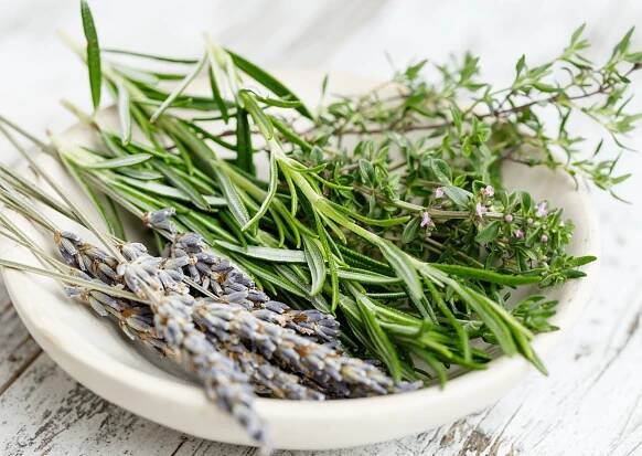 Rose of Mary - Rozmar�n - Verguiatherapy