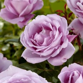 Velkokvětá růže - fialová - hrnkové sazenice