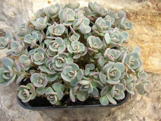 Sedum cauticola'Lidakense'