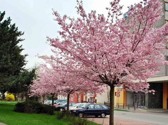 KČT Hlinsko