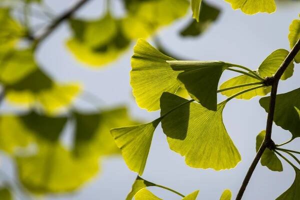 Člověk jako zachránce. Strom ginkgo biloba by bez lidské pomoci dávno vymřel