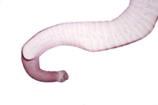 Tasemnice (Parazitický platýs) skotu a jiných pasoucích se zvířat pod mikroskopem pro vzdělávání. — Stock obrázek