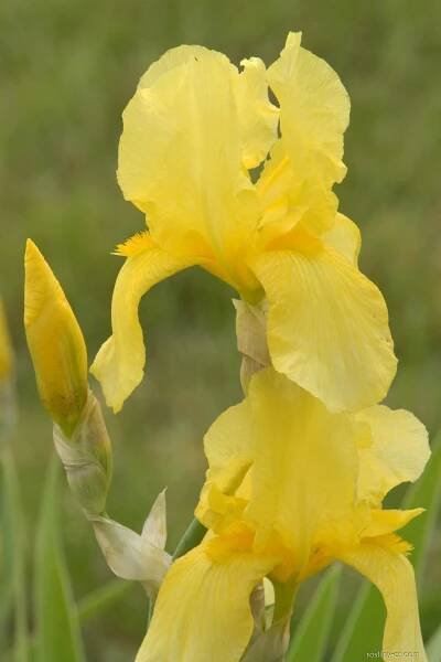 Kosatec Pluie d Or - Iris