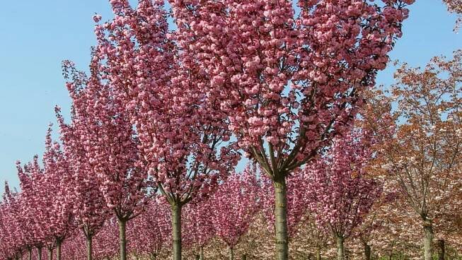 Sakura ozdobná ROYAL BURGUNDY 120cm