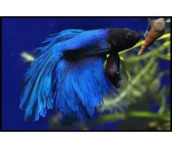 Bojovnice pestrá - Betta splendens samec