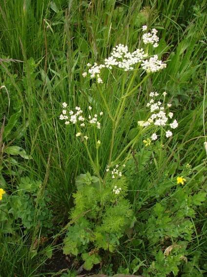 Léčivky – 4. stránka – PlantaNaturalis.com