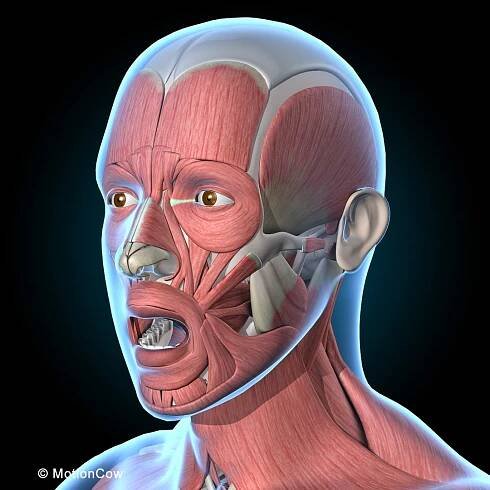 3d human rigged vertebrae skeleton model https://p.turbosquid.com/ts-thumb/q7/fqkGeB/BG9Jy5G0/head_muscles_c/jpg/1479811372/1920x1080/fit_q87/0d0de156d5df87574efe71aab2d55e10fa10eec0/head_muscles_c.jpg